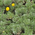 Cotula hispida Hoja