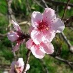 Prunus persica Blomst