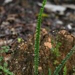 Lindsaea stricta Hàbitat