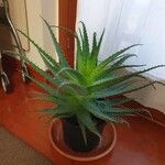 Aloe ferroxبرگ