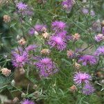 Centaurea splendens Flower