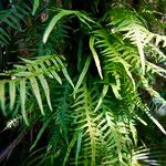 Pteris multifida 葉