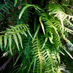 Pteris multifida Folio