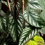 Cissus javana Folha