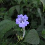 Strobilanthes pentastemonoides Кветка