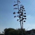 Agave sisalanaFiore