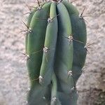 Cereus jamacaru List