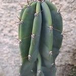 Cereus jamacaru Лист