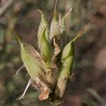 Astragalus hispanicus ഫലം