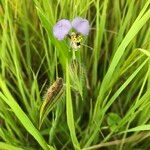 Commelina schweinfurthii Blüte
