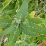 Salvia canariensis Leaf