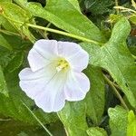 Calystegia sepiumFlower