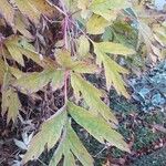 Paeonia ludlowii Yaprak