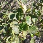 Alnus alnobetula Liść