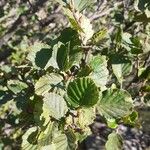 Alnus alnobetula Blatt