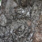 Sclerocarya birrea Кора