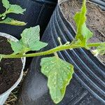 Solanum physalifolium Liść