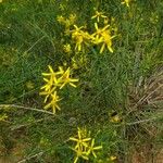 Senecio blochmaniae