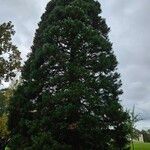 Sequoiadendron giganteumLeaf