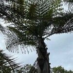Caryota obtusa Hoja