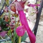 Salvia buchananii 花
