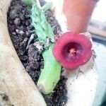 Huernia schneideriana Lorea