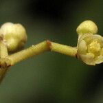 Ocotea longifolia Květ