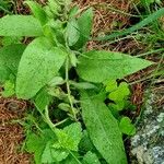 Pulmonaria australis पत्ता