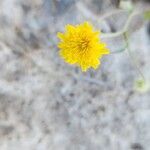 Crepis kotschyana Flower