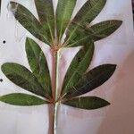 Alstonia angustiloba Leaf