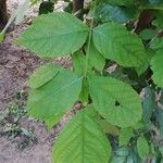 Markhamia tomentosa Blatt
