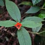 Psychotria poeppigiana Flower