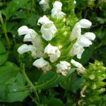 Prunella laciniata Fula