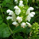 Prunella laciniata Flower