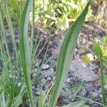 Plantago ovata Blatt