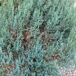 Juniperus squamata Fuelha