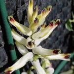 Fumaria capreolata Flower