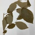 Luehea candida Hoja