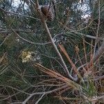 Pinus brutia Flower