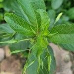 Ruellia tuberosa Foglia