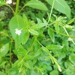 Epilobium roseum Leaf