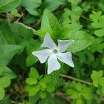 Vinca difformisफूल