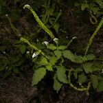 Heliotropium indicum Habit