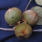 Diospyros lasiocalyx Fruit