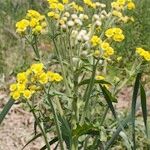 Tephroseris palustris Mosusu