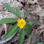 Anemone ranunculoides Цвят