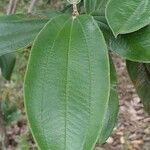 Miconia albicans Fuelha