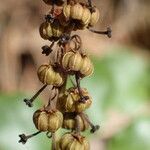 Orthilia secunda Fruit