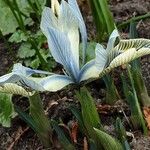 Iris reticulata Hábito