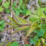 Melampyrum lineare Blatt